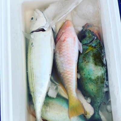 本部釣りイカダ 釣果