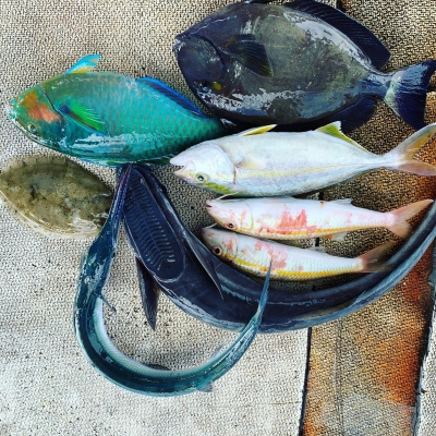 本部釣りイカダ 釣果