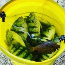 本部釣りイカダ 釣果