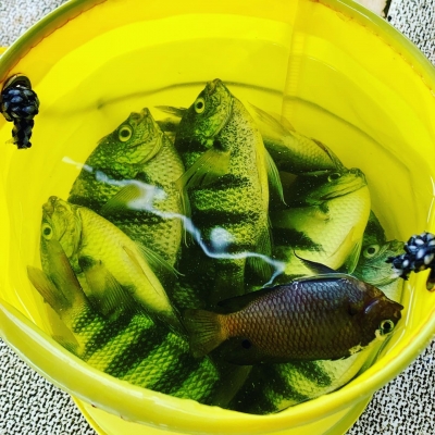 本部釣りイカダ 釣果