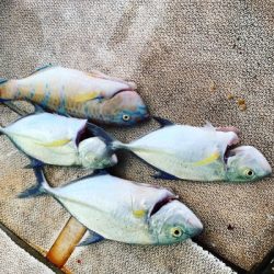 本部釣りイカダ 釣果