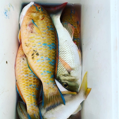 本部釣りイカダ 釣果