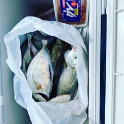 本部釣りイカダ 釣果