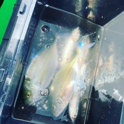 本部釣りイカダ 釣果