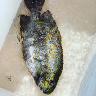 本部釣りイカダ 釣果