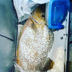 本部釣りイカダ 釣果