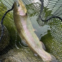 フィッシング サンクチュアリ 釣果