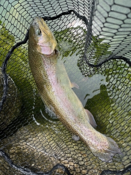 フィッシング サンクチュアリ 釣果