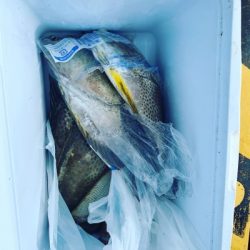 本部釣りイカダ 釣果