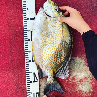 本部釣りイカダ 釣果