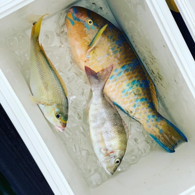 本部釣りイカダ 釣果