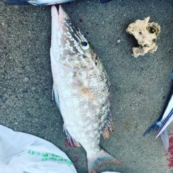 本部釣りイカダ 釣果