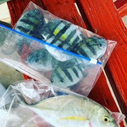 本部釣りイカダ 釣果