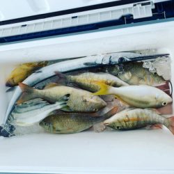 本部釣りイカダ 釣果