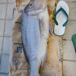 本部釣りイカダ 釣果