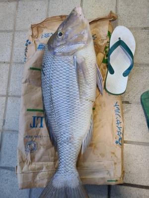 本部釣りイカダ 釣果