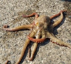 タコは居ました。