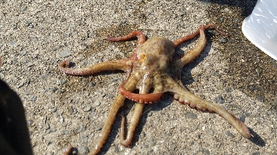 タコは居ました。