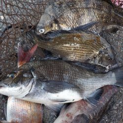 千鳥丸 釣果