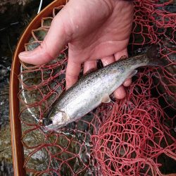 会津大川（会津非出資漁業協同組合） 釣果