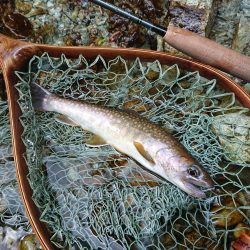 会津大川（会津非出資漁業協同組合） 釣果