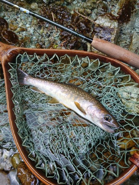 会津大川（会津非出資漁業協同組合） 釣果