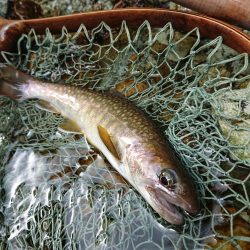 会津大川（会津非出資漁業協同組合） 釣果