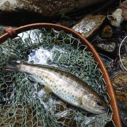 会津大川（会津非出資漁業協同組合） 釣果