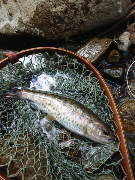 会津大川（会津非出資漁業協同組合） 釣果