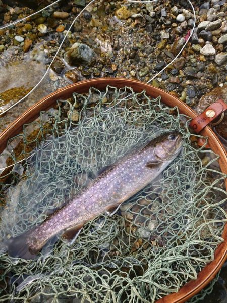 会津大川（会津非出資漁業協同組合） 釣果