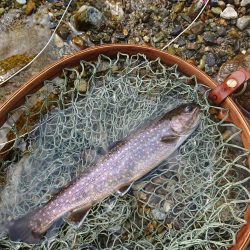 会津大川（会津非出資漁業協同組合） 釣果