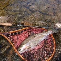 会津大川(会津非出資漁業協同組合) 釣果