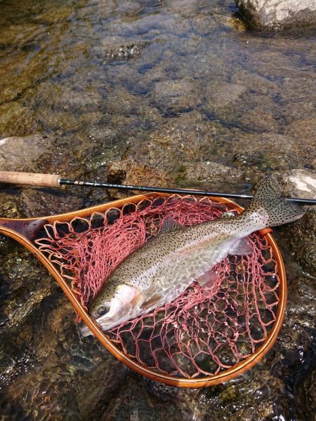 会津大川（会津非出資漁業協同組合） 釣果