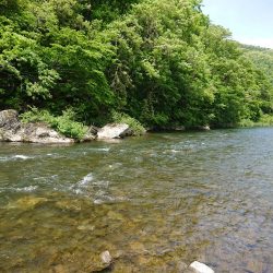 会津大川(会津非出資漁業協同組合) 釣果