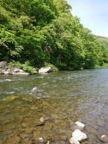 会津大川(会津非出資漁業協同組合) 釣果