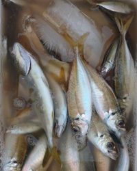 和歌山マリーナシティ釣り公園 釣果