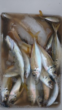 和歌山マリーナシティ釣り公園 釣果