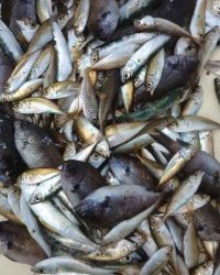 和歌山マリーナシティ釣り公園 釣果