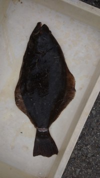 和歌山マリーナシティ釣り公園 釣果