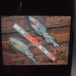 こかわ渡船　雅丸 釣果