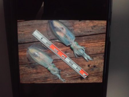 こかわ渡船　雅丸 釣果