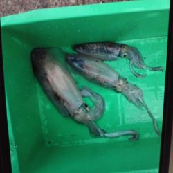 こかわ渡船　雅丸 釣果