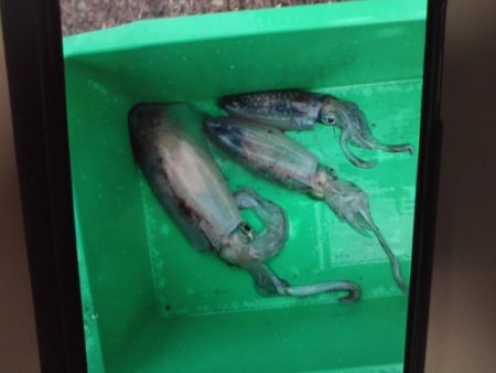 こかわ渡船　雅丸 釣果