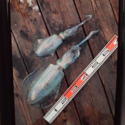 こかわ渡船　雅丸 釣果