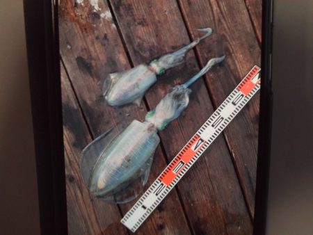 こかわ渡船　雅丸 釣果