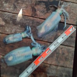 こかわ渡船　雅丸 釣果