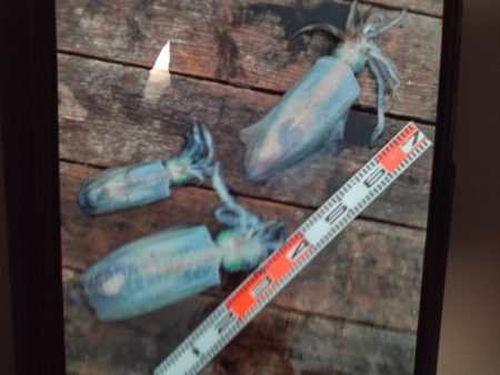 こかわ渡船　雅丸 釣果