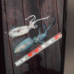 こかわ渡船　雅丸 釣果