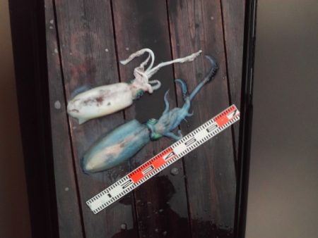 こかわ渡船　雅丸 釣果