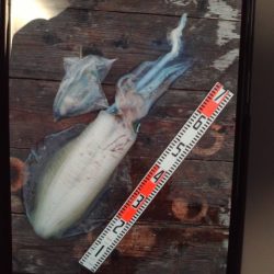 こかわ渡船　雅丸 釣果